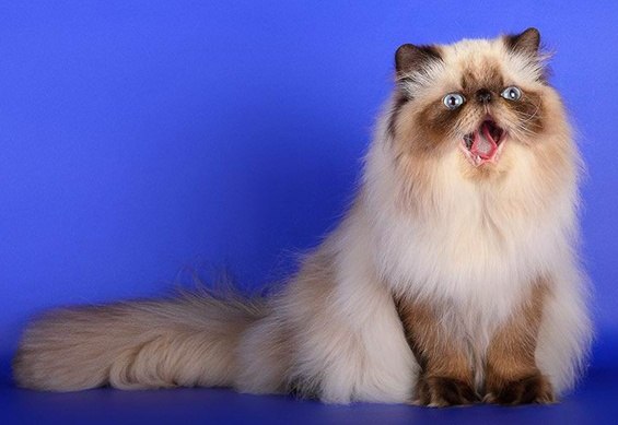 Виктория Ильина | Волхов