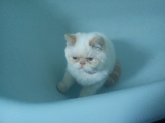 Ірина Малецька Lady 