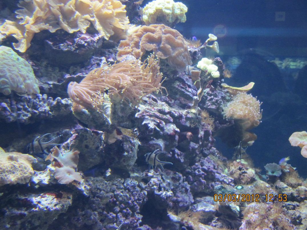 Яночка Суслова ♥ღ♥ღ♥ HAPPY ♥ღ♥ღ♥ | Санкт-Петербург