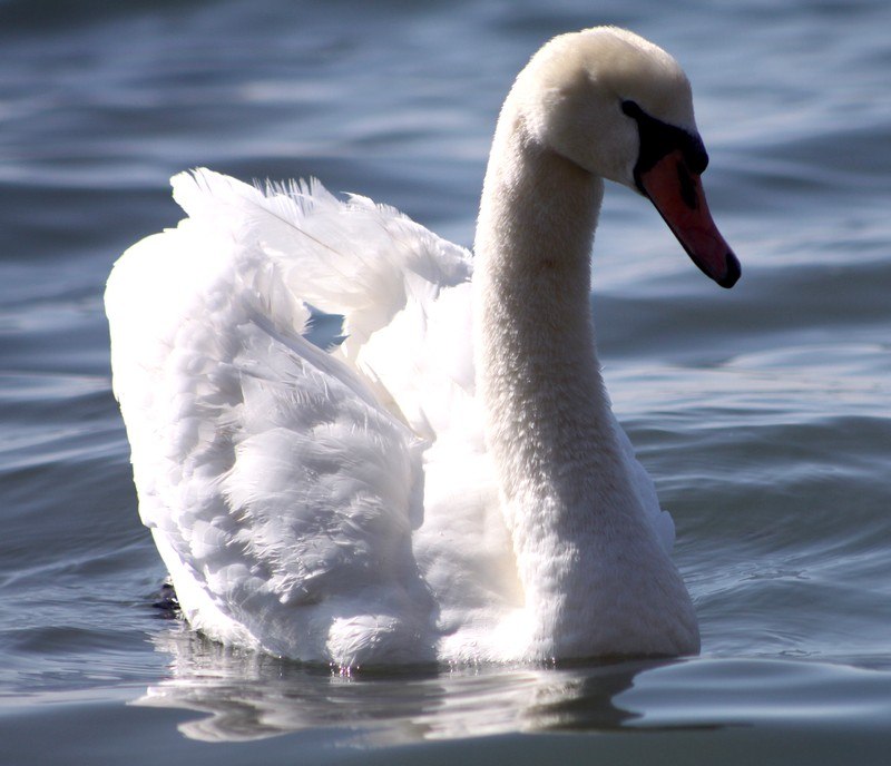 Наталья Агафангелос | Санкт-Петербург