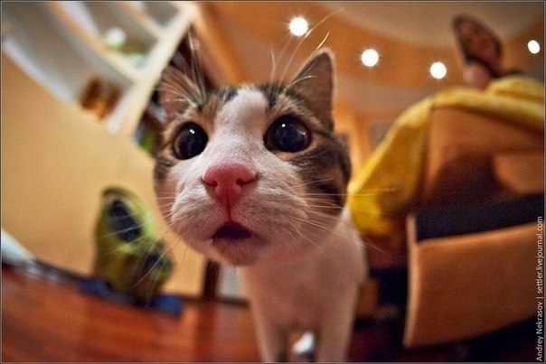 Аня Николенко | 