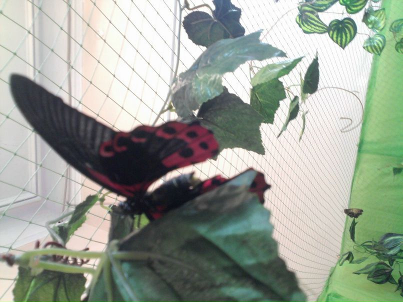 Катя Клименко | 