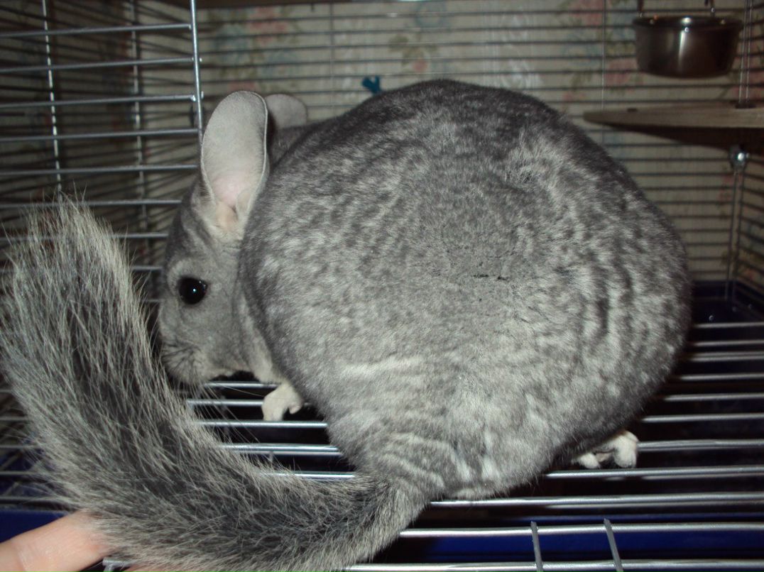 Александра Чайка _ღஐSaShutஐღ_ | Смоленск