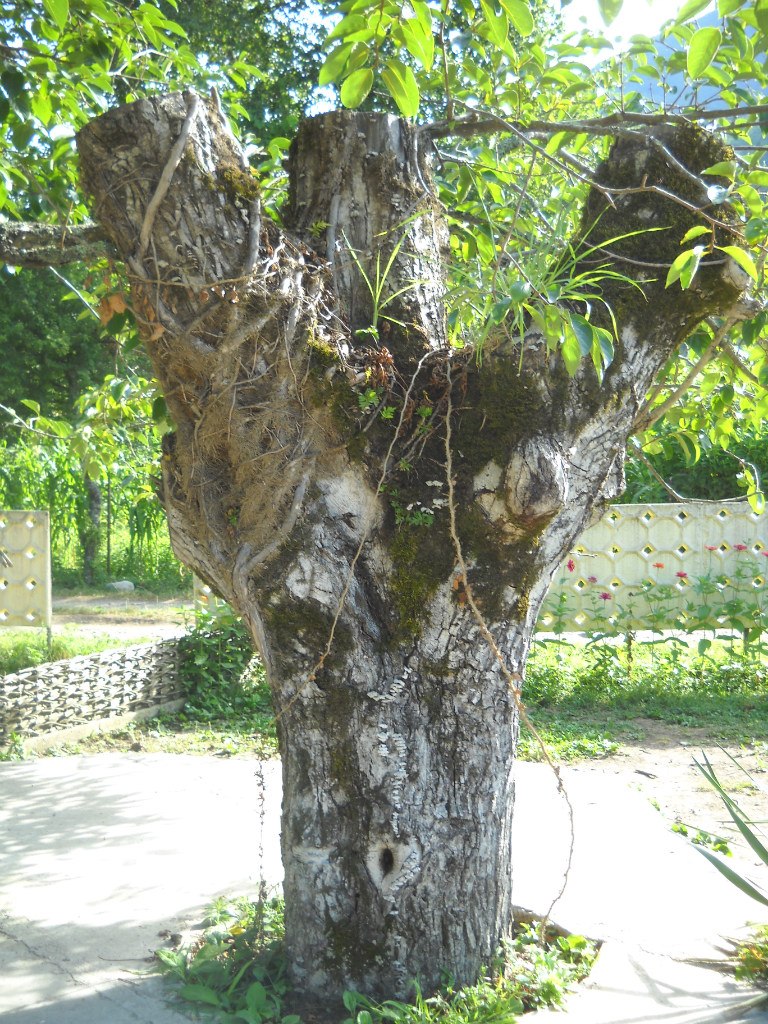 Марина Павелко | Владимир