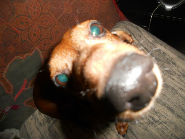 №12, Амалия Дудина №12, Амалия Дудина