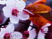 Юля Чан | Южно-Сахалинск