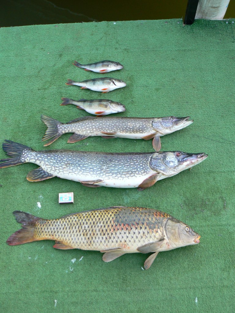 Сергей Рябов EldMaster | 