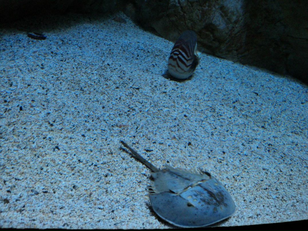 Инна Билоус | Одесса