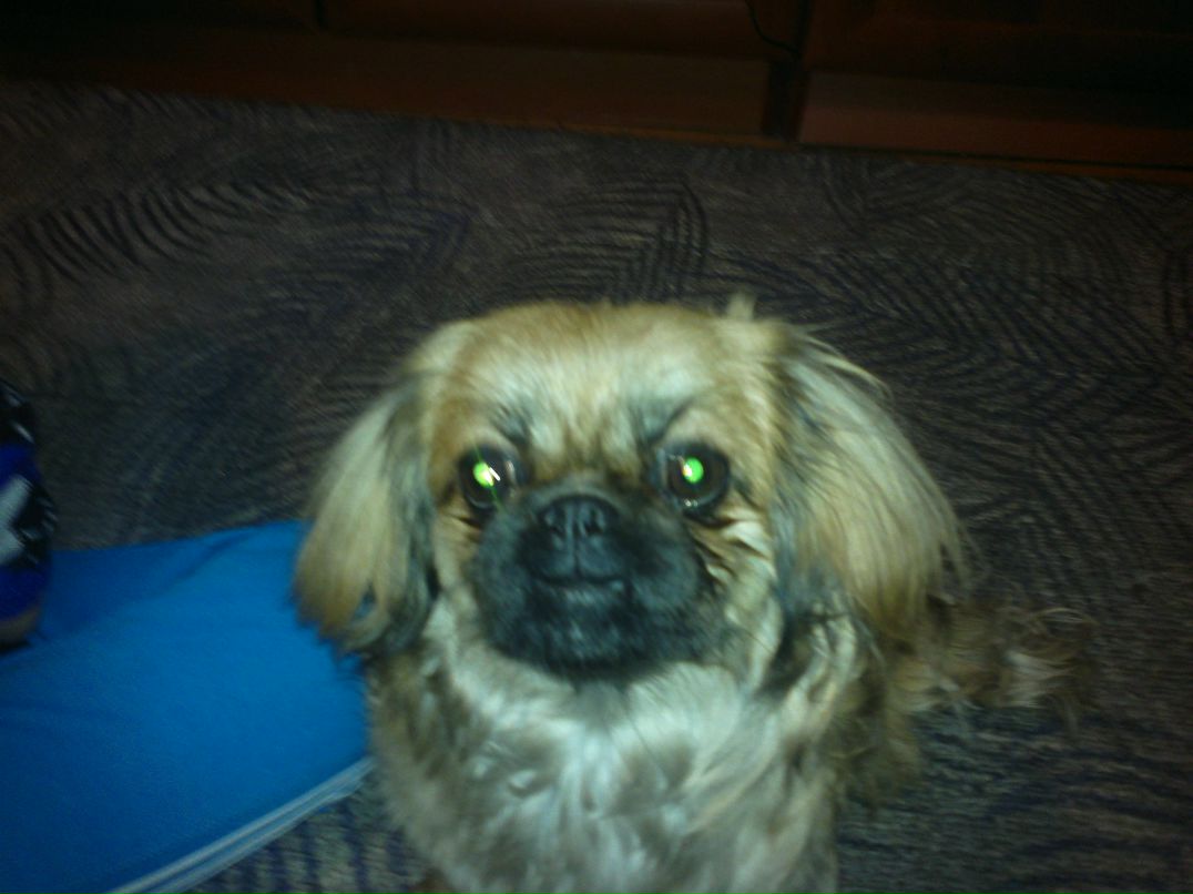 Сайхан Шакталаев | Улан-Удэ