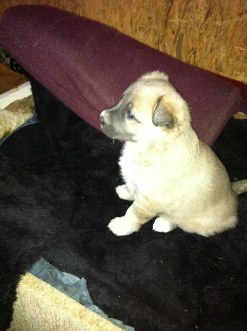 Оксана Муравьева | Калининград