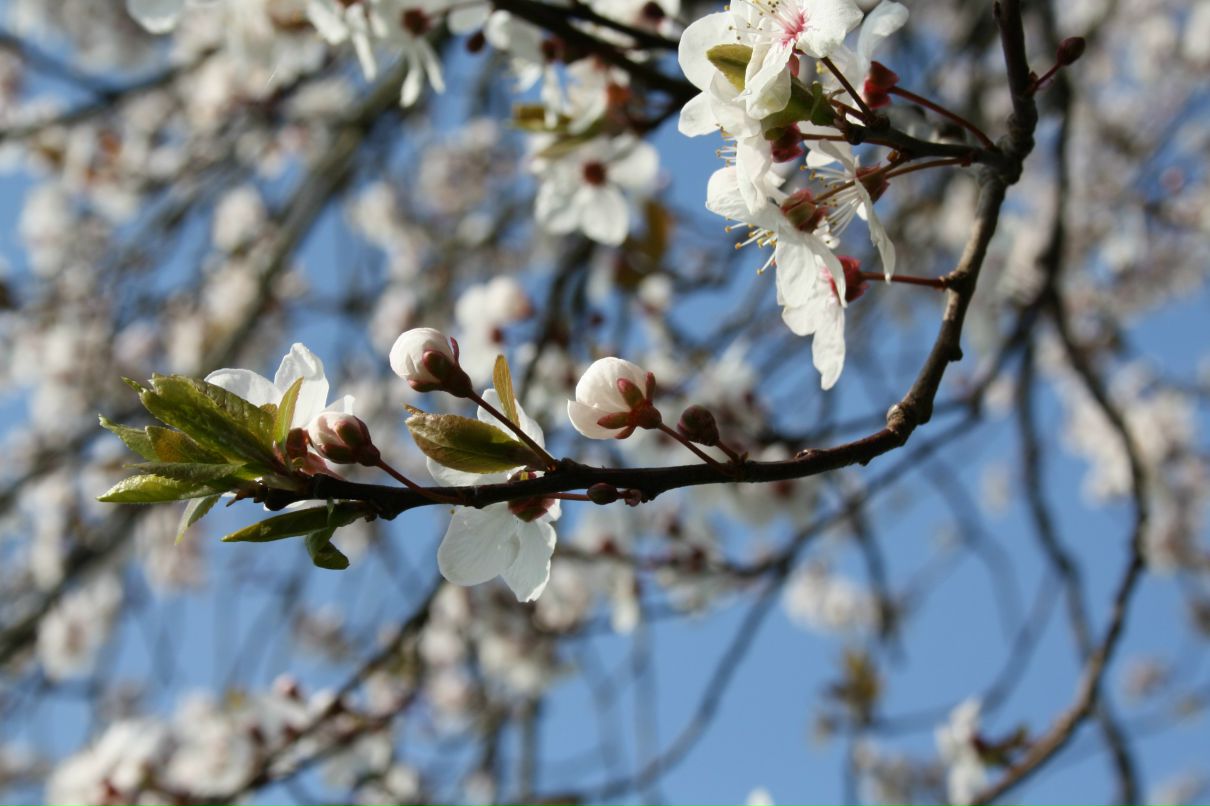 Любовь Чёрная | London