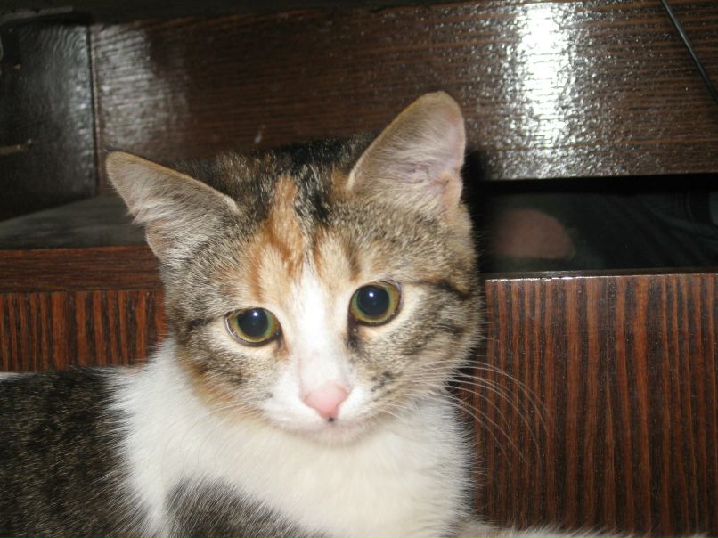 Олесь Молчанов | Москва