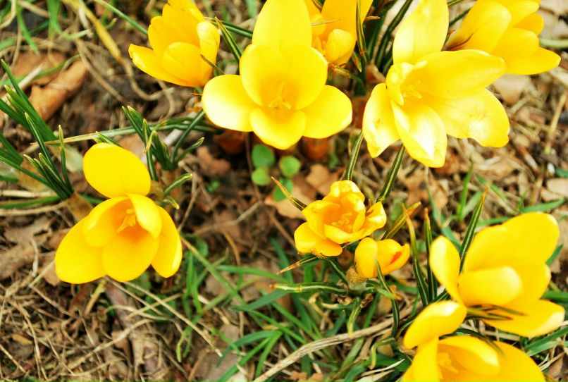 Олег Голодняк | 