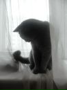 Фотография Кот Даня