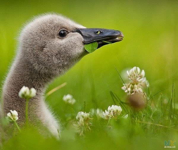 Ежик Тумане | 