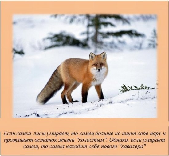 Константин Лапин | Пермь