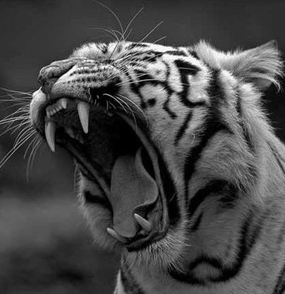 Александр Донецкий | Днепр (Днепропетровск)