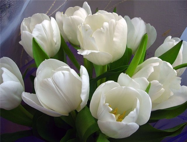 Лена Филинская | Вологда