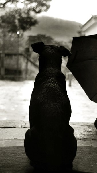 Dmitri Ovsiannikov | 