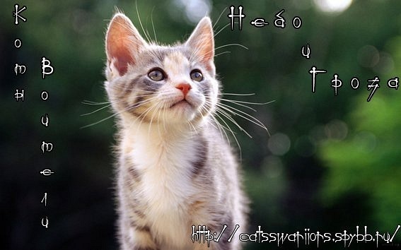 №5, Вика Сельдь №5, Вика Сельдь