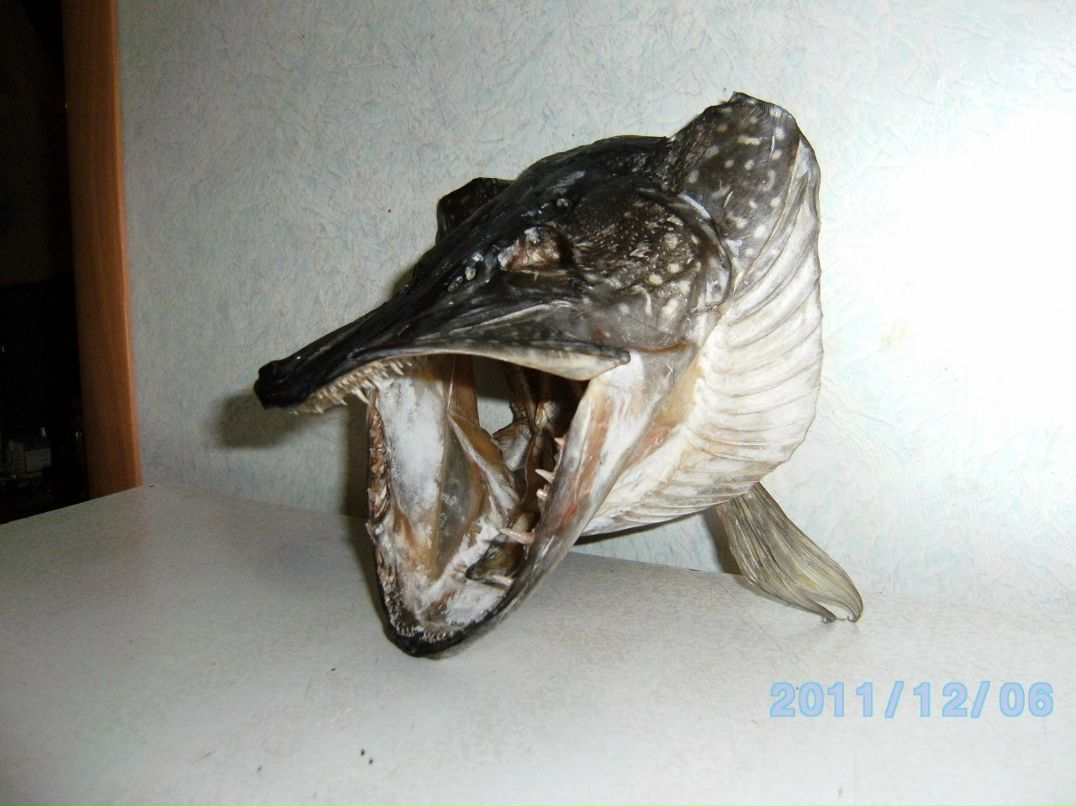 Алексей Гудин | Курган