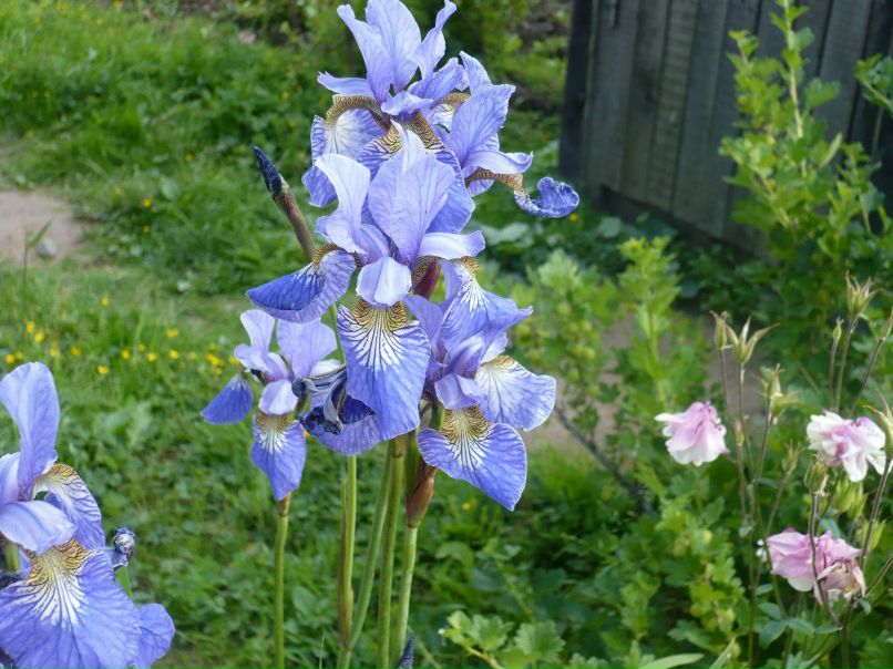 Лариса Бортник | 