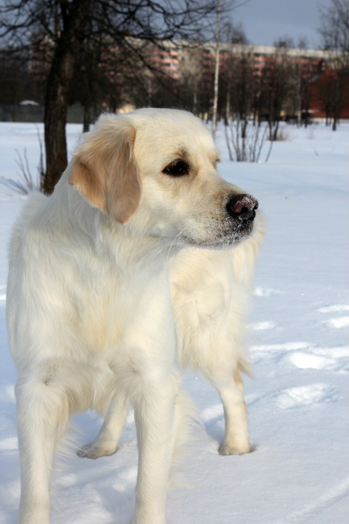 Вероника Чабанова | Могилёв