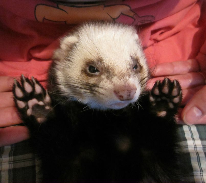 Татьяна Бордюг | Киев