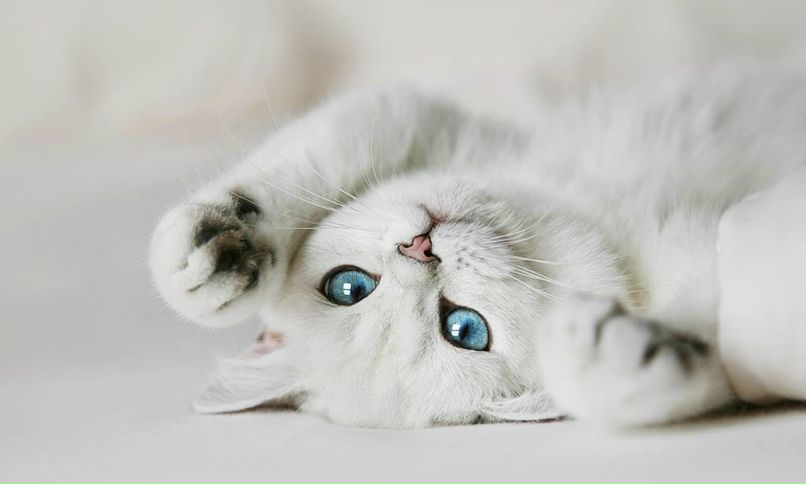 Валентина Шестак ♔Фотограф♡ | Чернигов