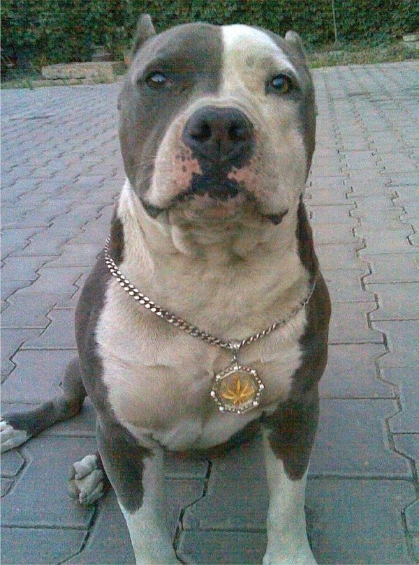 Богдан Козак Олегович | Кременчуг