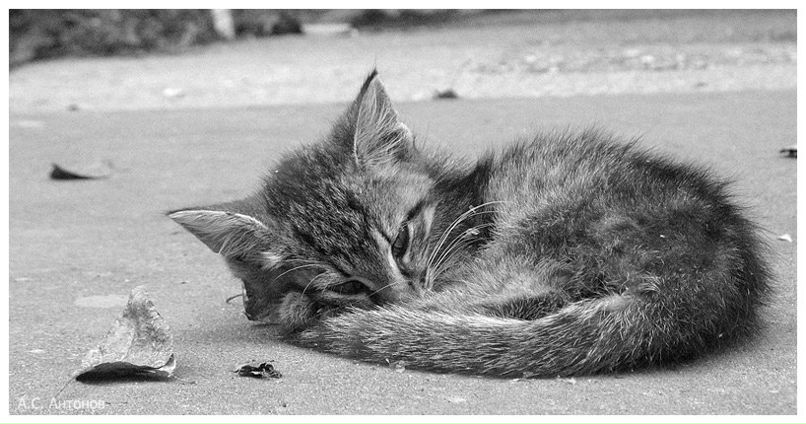 Александра Маргиева | Курск