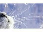 Ирина Курдюмова | Коряжма