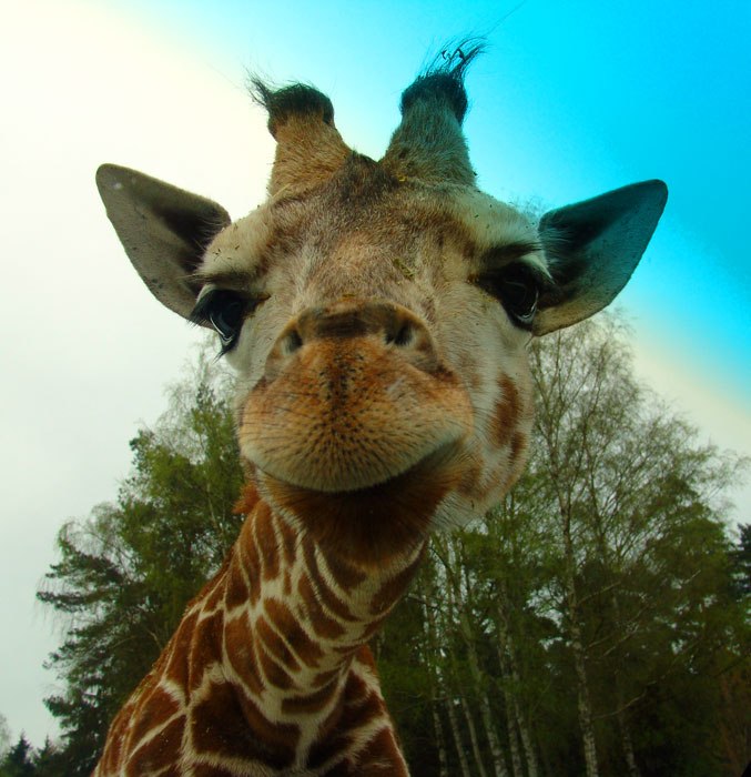 Ольга Качанова DianKin | Москва