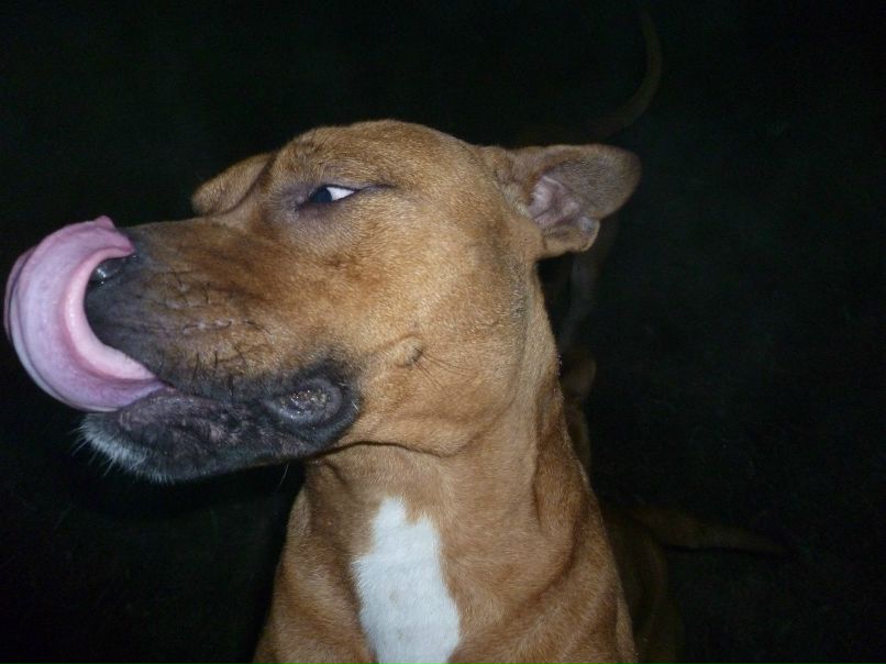 Станислав Сурков | Днепр (Днепропетровск)