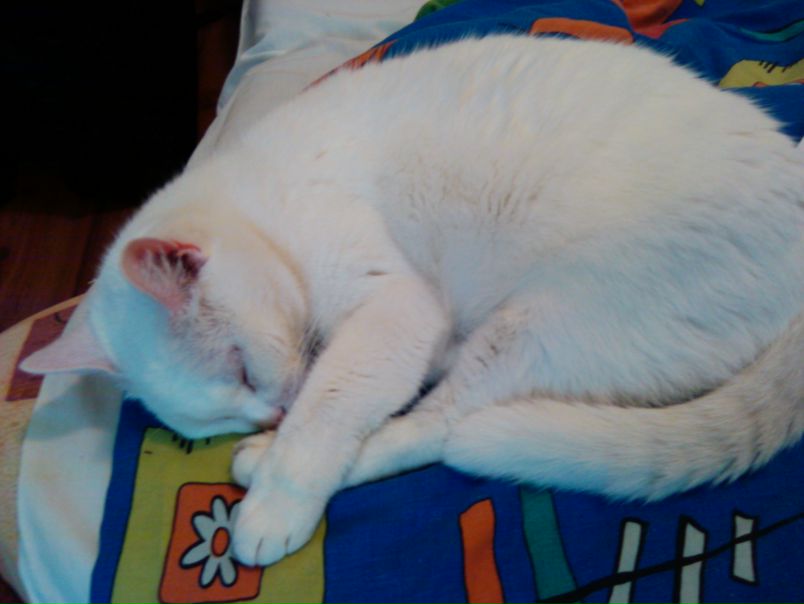 №168, Василий Лазаревский, Санкт-Петербург №168, Василий Лазаревский, Санкт-Петербург