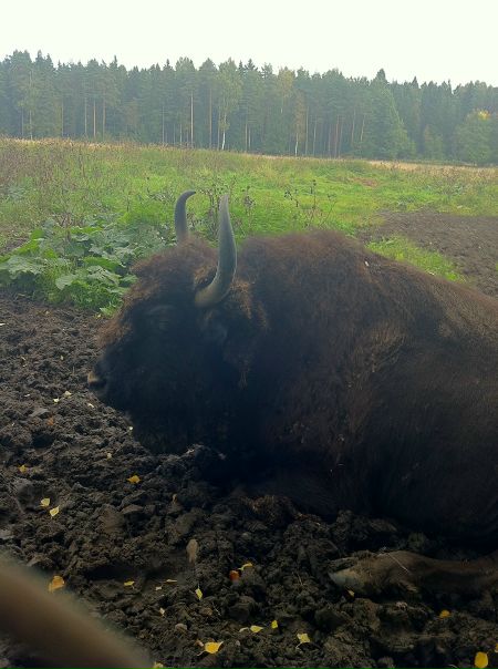 №63, Татьяна Цирульник, Санкт-Петербург №63, Татьяна Цирульник, Санкт-Петербург