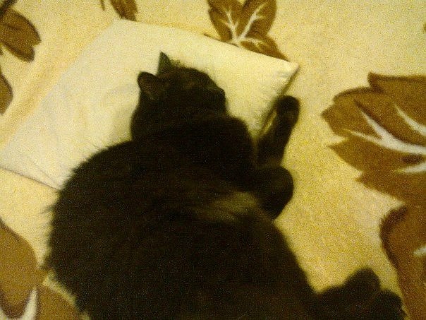 Алина Ларченко | Киев