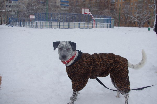 Лена Медвежонок | Москва