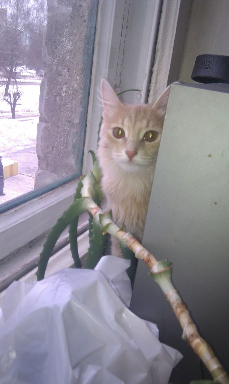 Павел Соколов | Новочебоксарск