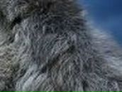 Антонина Вайводиша | 