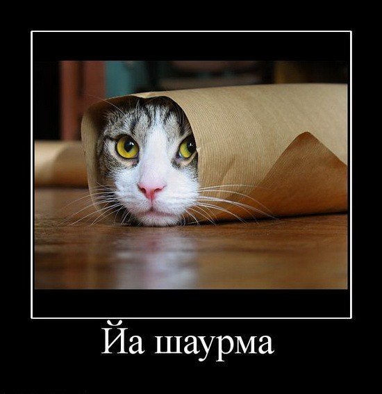 Роман Бабаян | Архангельск