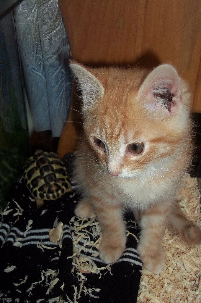 Олег Шевченко Юрійович | Калуш