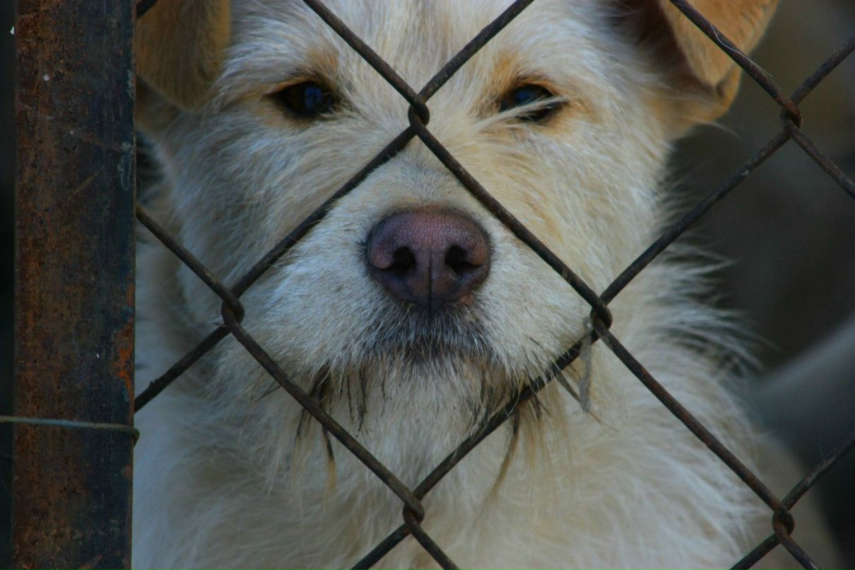 Телевизор Длямёртвых | 