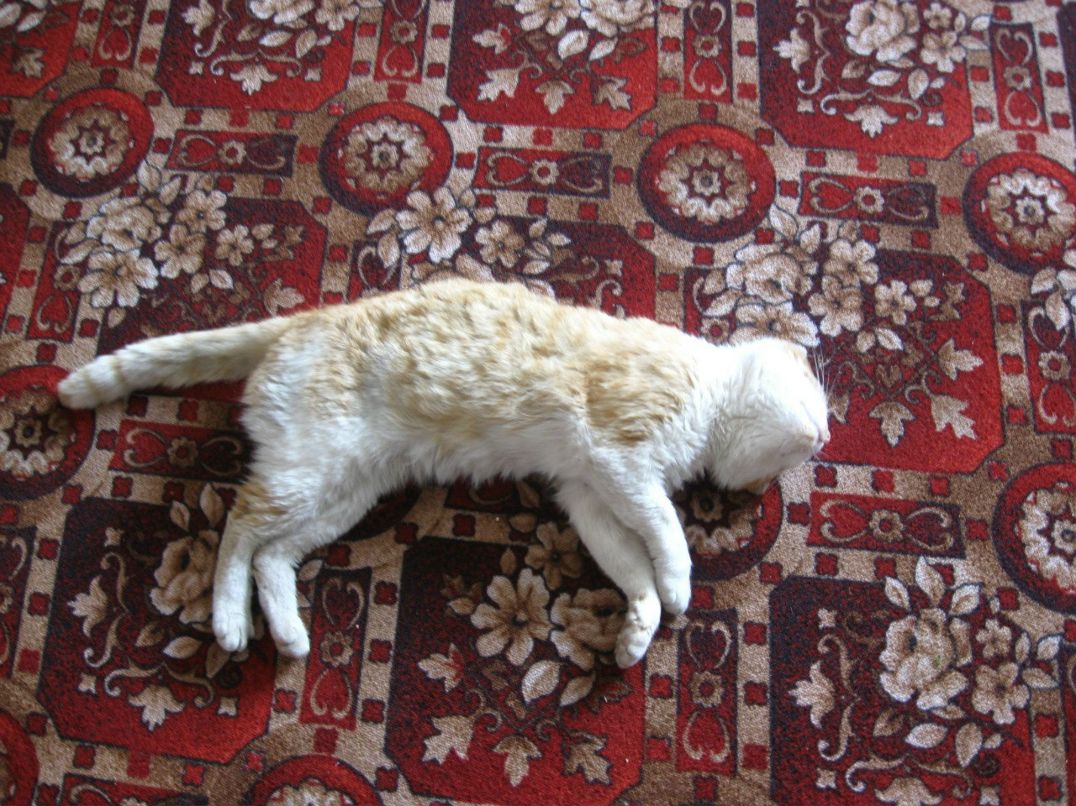 Василий Широкий | Санкт-Петербург