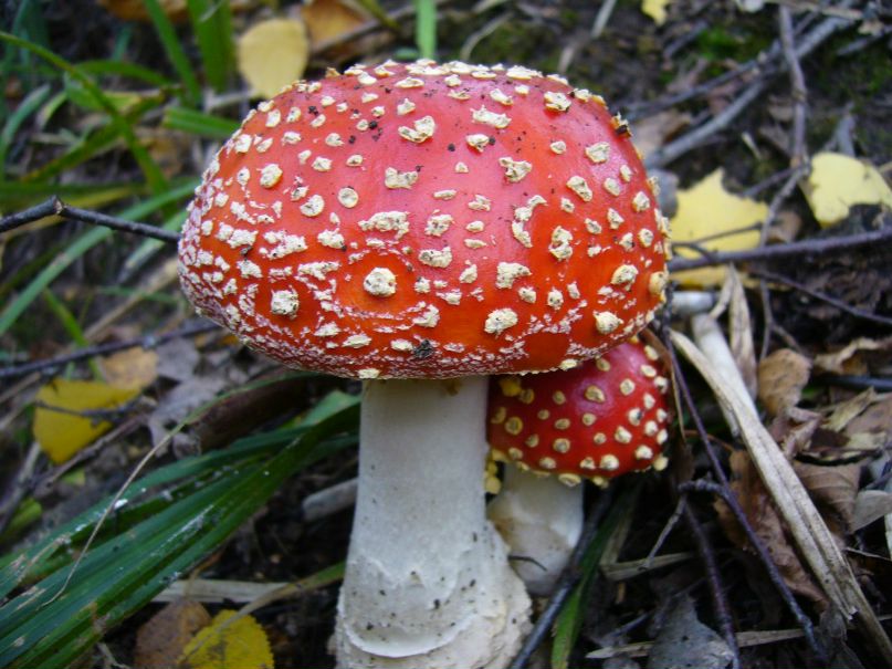 Александр Никулин Валентинович | Люберцы