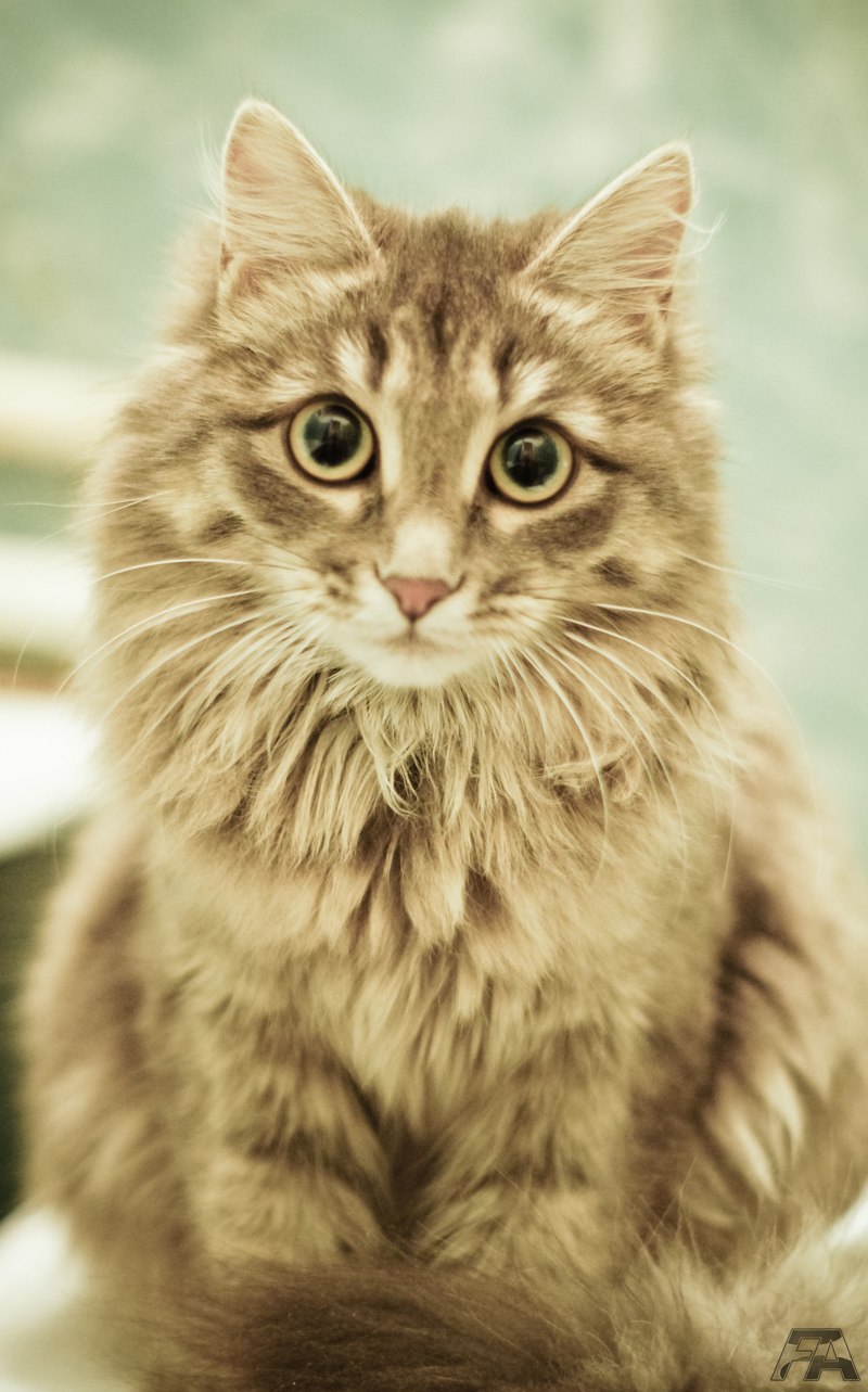 Олег Викулов Fry | Улан-Удэ