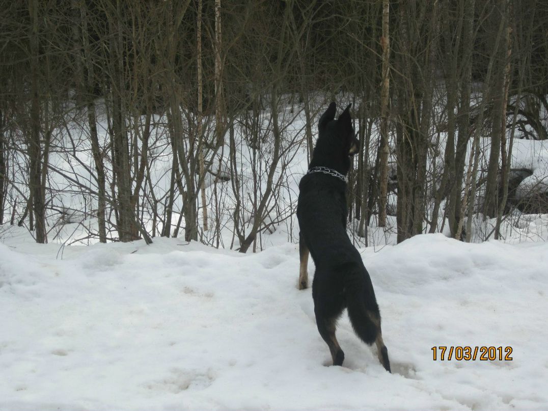 Volk Volkodav | Санкт-Петербург