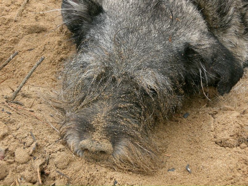 №37, Михаил Картошкин, 37 лет, Ржев №37, Михаил Картошкин, 37 лет, Ржев