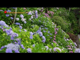 Hydrangea in Kamakura Japan4K_2K