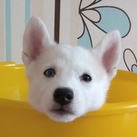 Максим Янков | Челябинск